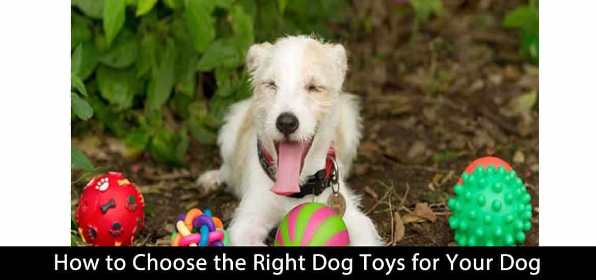 How to Choose the Right Dog Toys for Your Dog