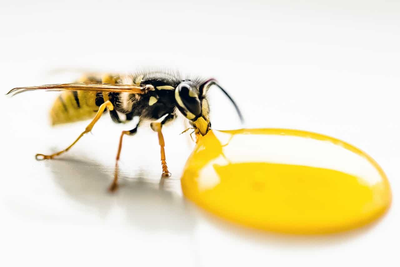 Honey Bee