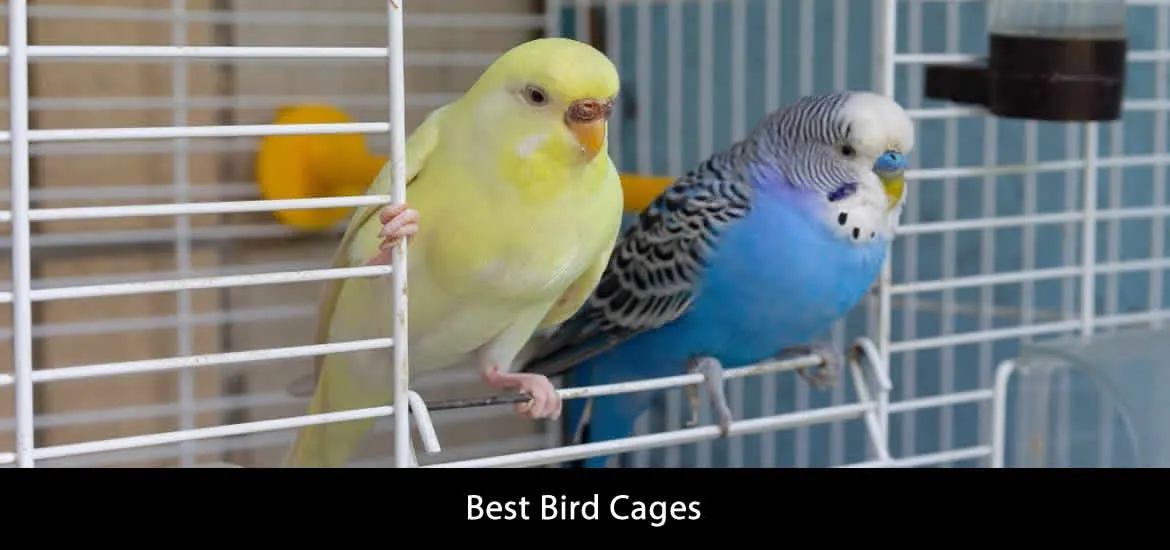 The 6 Best Bird Cage – 2023 Reviews – Best in Quality image