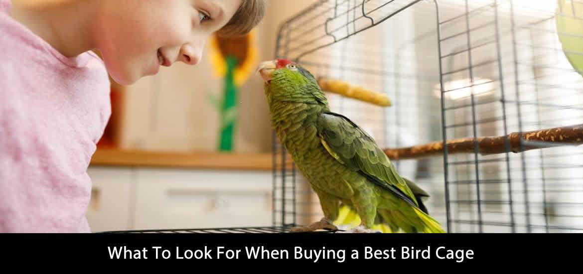 Best Bird Cage Buying Guide