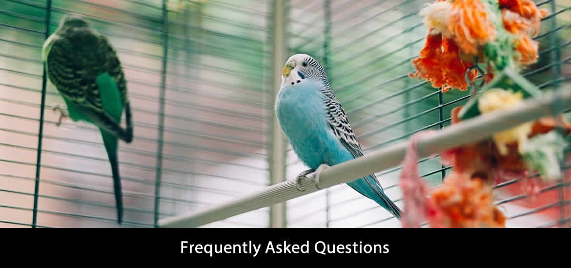 Best Bird Cage FAQs