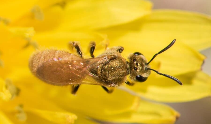 Lasioglossum Viereck