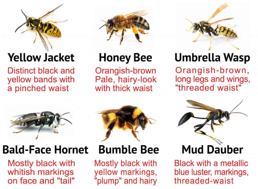Types of bees